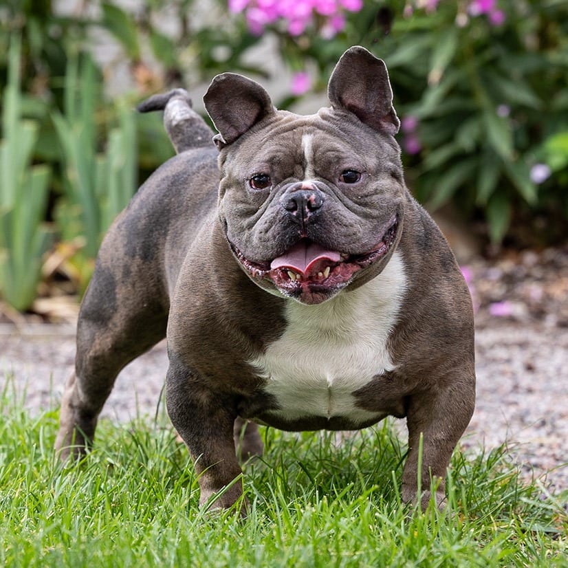 Photo of Taito, adoptable Bulldog, English / Mixed Breed (Medium) in Council Bluffs, Iowa