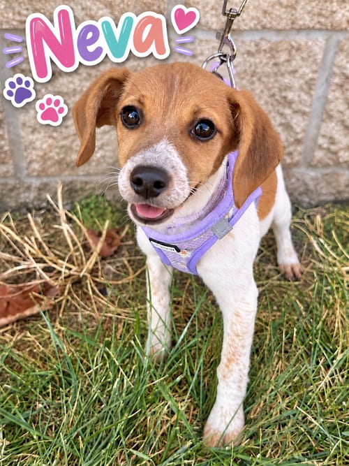 Photo of Neva, adoptable Toy Fox Terrier in Lee's Summit, Missouri
