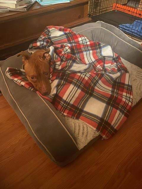 Photo of Desarae, adoptable Pit Bull Terrier in Forestville, Maryland