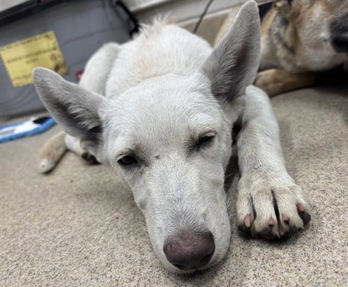 Photo of Wanda, adoptable German Shepherd Dog in Grand Prairie, Texas