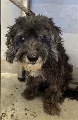 Photo of A888502, adoptable Poodle (Toy) in Camarillo, California