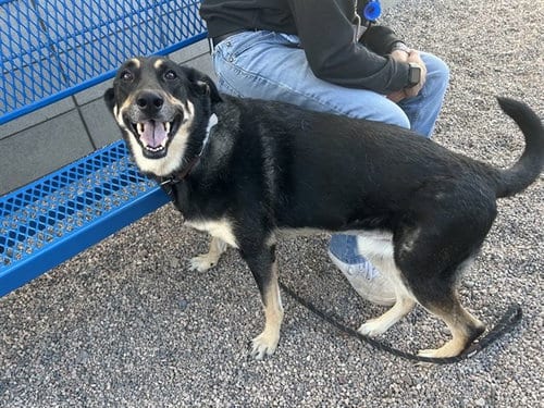 Photo of Lexi, adoptable German Shepherd Dog in Mesa, Arizona