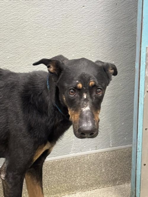 Photo of Osa, adoptable Doberman Pinscher in Las Vegas, Nevada