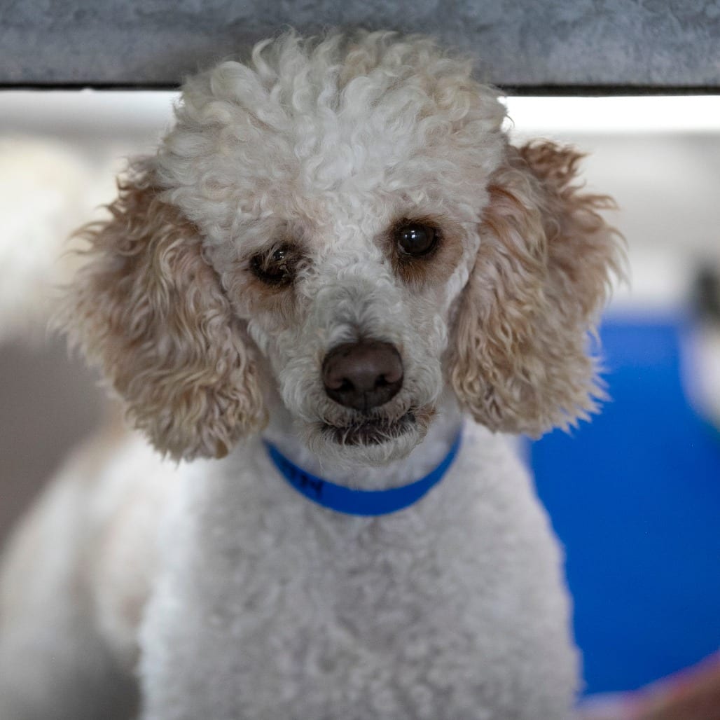 Photo of Austin (JY26-56), adoptable Poodle / Poodle in Colorado Springs, Colorado