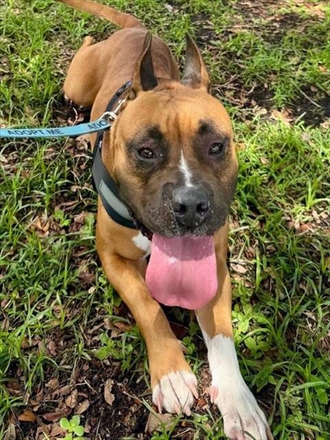 Photo of Frankie, adoptable American Bulldog in Miami, Florida