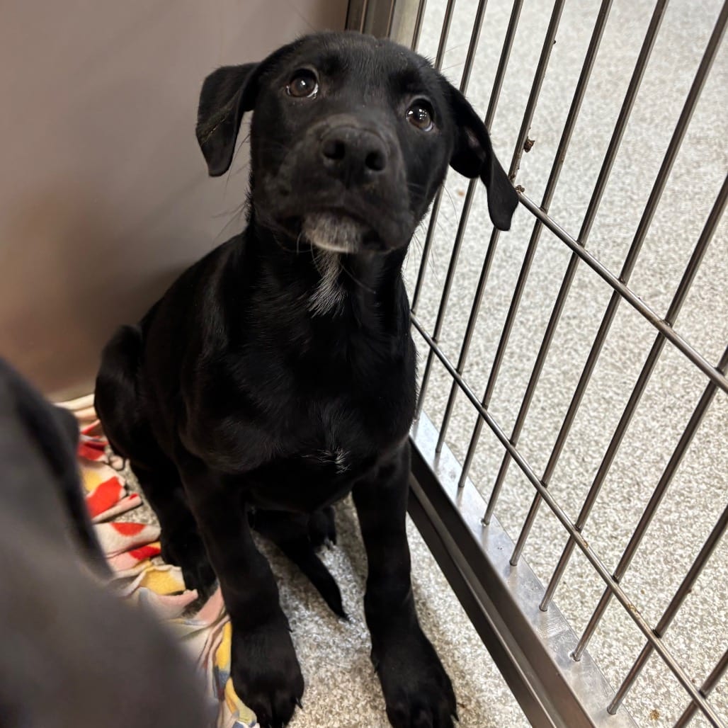 Photo of Teapot, adoptable Mixed Breed (Medium) in Dayton, Ohio
