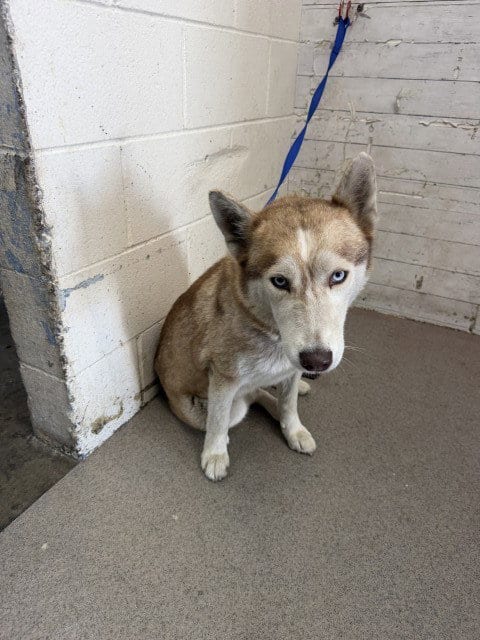 Photo of Jezebelle, adoptable Siberian Husky in San Bernardino, California