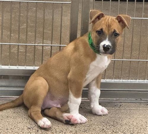 Photo of Pici, adoptable American Pit Bull Terrier in Mesa, Arizona