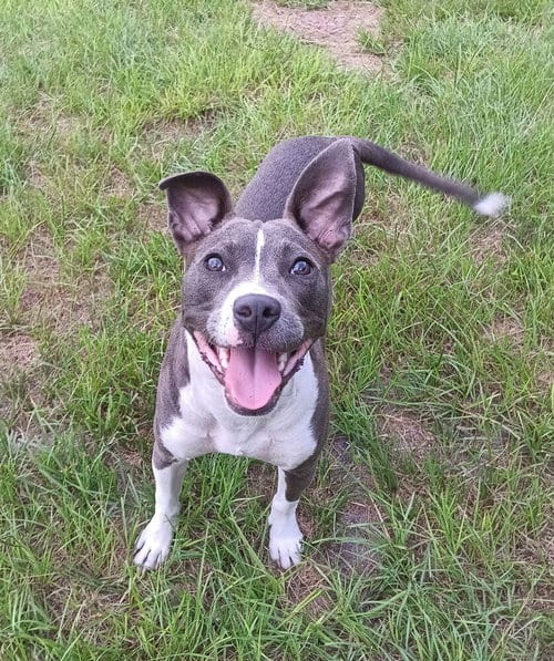 Photo of Princess Peach, adoptable Terrier in oakland, Florida