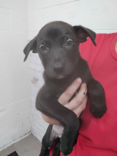 Photo of Rolo, adoptable Labrador Retriever in San Bernardino, California