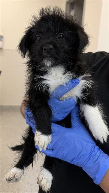 Photo of Penny, adoptable Rat Terrier in Houston, Texas