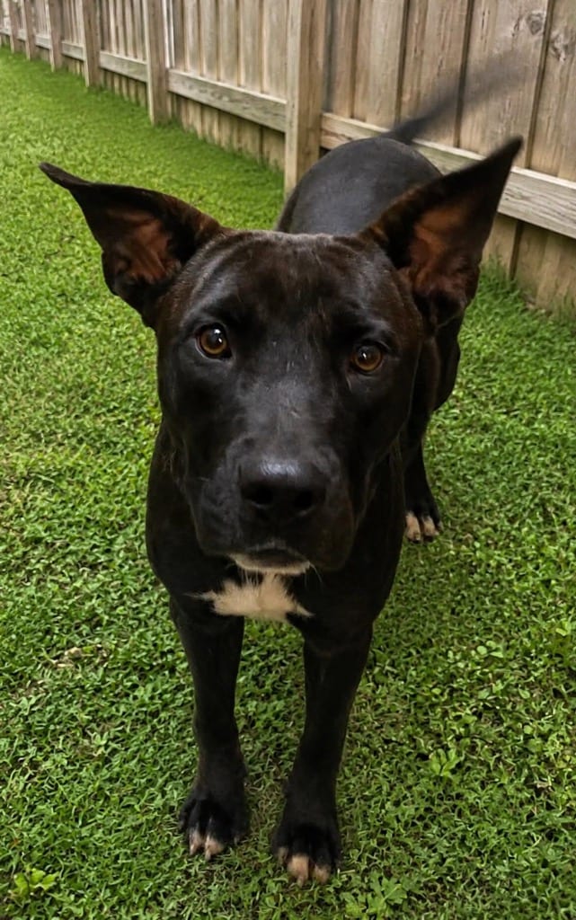 Photo of WillowDean, adoptable Mixed Breed in Ocala, Florida