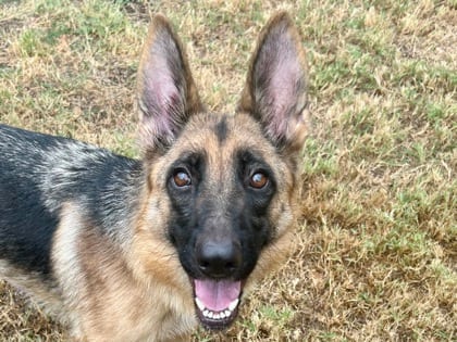 Photo of Sasha, adoptable dog in Georgetown, Texas
