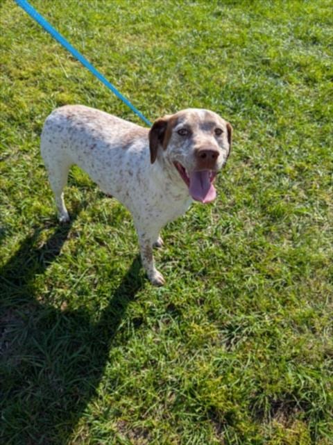Photo of Lizzy, adoptable German Shorthaired Pointer in Wilmington, North Carolina