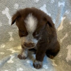 Photo of Griffen, adoptable Shepherd (Unknown Type) Mixed Breed (Medium) in Frederick, Maryland