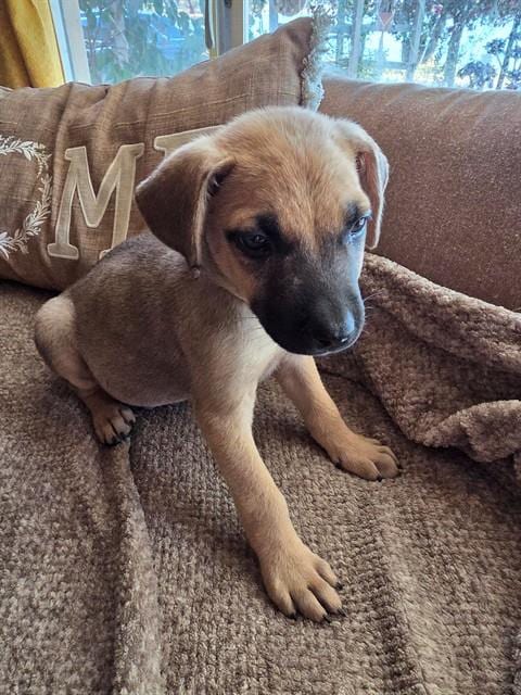 Photo of Chester, adoptable German Shepherd Dog in Modesto, California