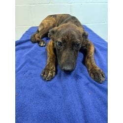 Photo of Pancake, adoptable American Pit Bull Terrier in Baton Rouge, Louisiana