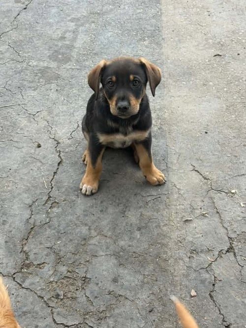 Photo of Lenard, adoptable Catahoula Leopard Dog in Turlock, California