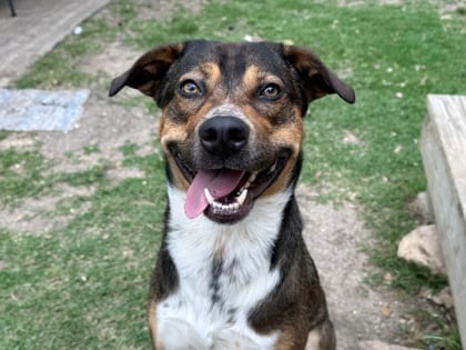 Photo of Dustin, adoptable dog in Georgetown, Texas