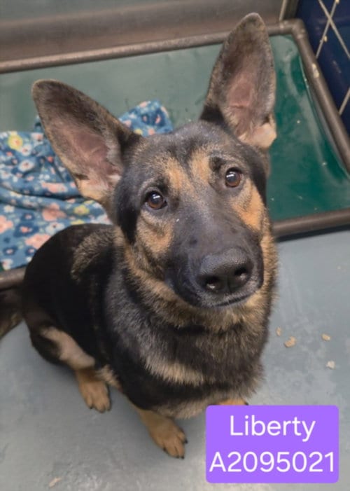 Photo of Liberty, adoptable German Shepherd Dog in Houston, Texas
