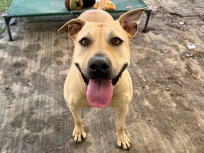 Photo of Blythe, adoptable dog in Georgetown, Texas