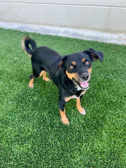 Photo of Bluey, adoptable Terrier/Mix in Bakersfield, California