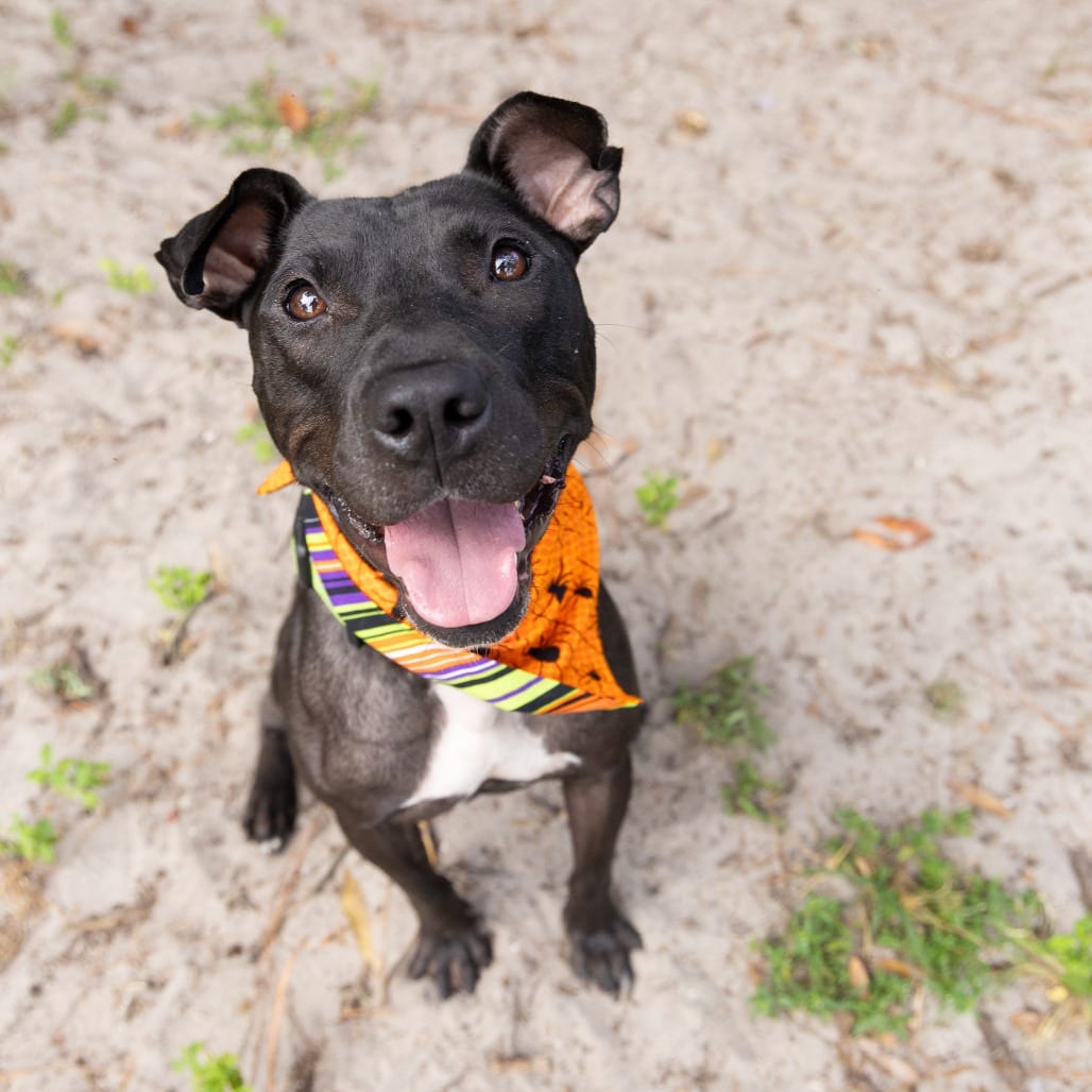 Photo of Phil, adoptable Mixed Breed (Medium) in Gainesville, Florida