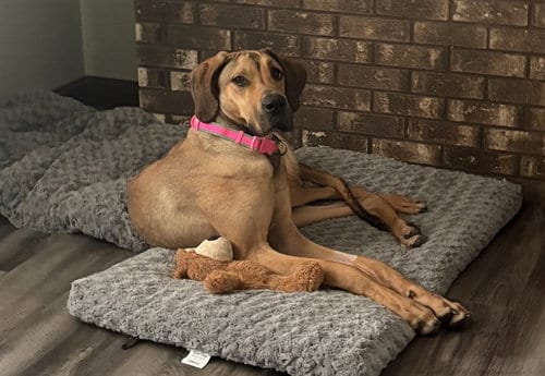 Photo of Darla, adoptable Great Dane in Ames, Iowa