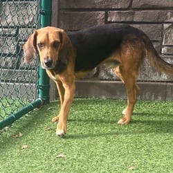 Photo of Midland 0079, adoptable Beagle Mixed Breed (Medium) in Loxahatchee, Florida