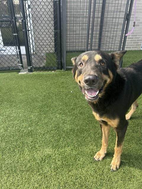 Photo of Zeos, adoptable Mixed Breed