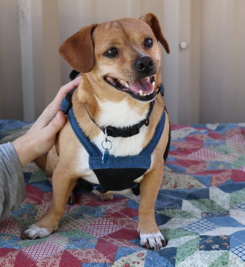 Photo of Maverick, adoptable Chihuahua in Bandera, Texas