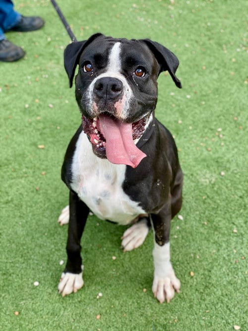 Photo of Cherry Cola, adoptable Boxer in Austin, Texas