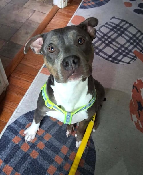 Photo of Maizie (fka Fortune), adoptable Pit Bull Terrier in Rockville, Maryland