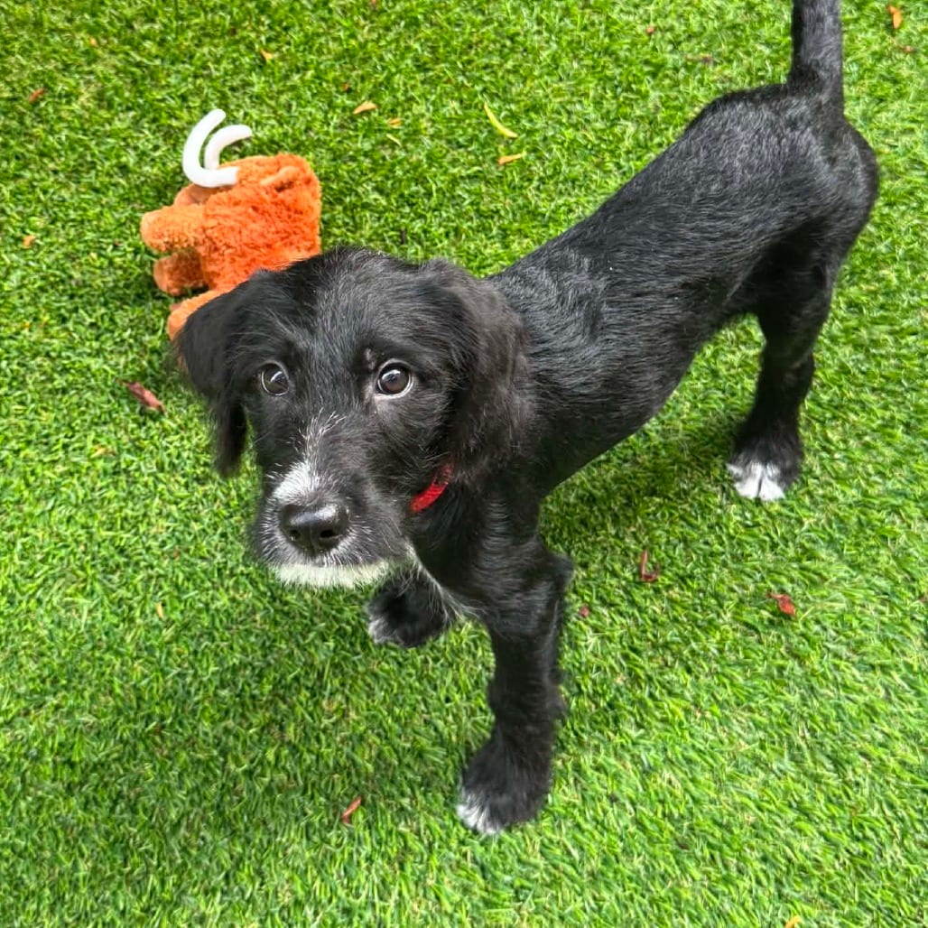 Photo of Naomi - Costa Mesa Location, adoptable Hound / Terrier