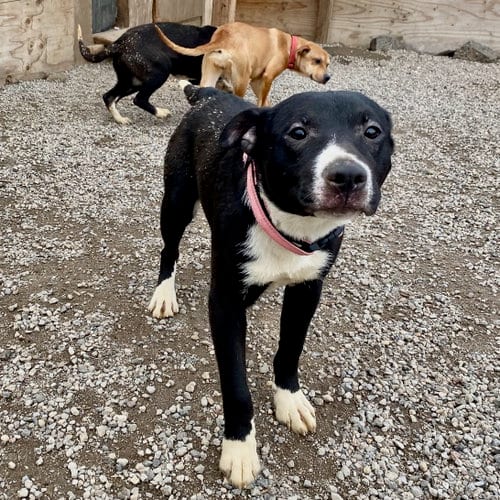 Photo of Penny, adoptable American Staffordshire Terrier in Yreka, California