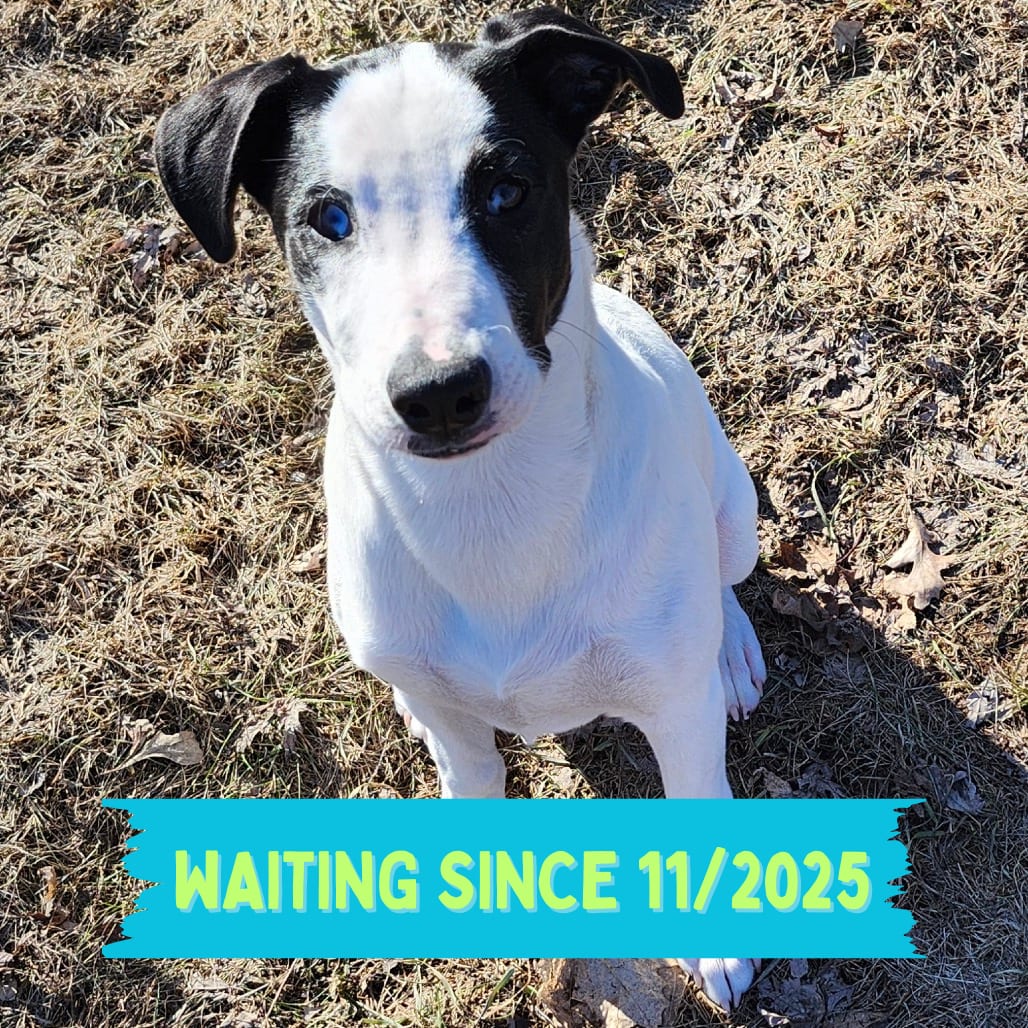 Photo of Maple, adoptable Mixed Breed (Medium) in Buffalo, Minnesota