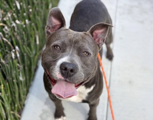 Photo of Enzo, adoptable Pit Bull Terrier in Los Angeles, California