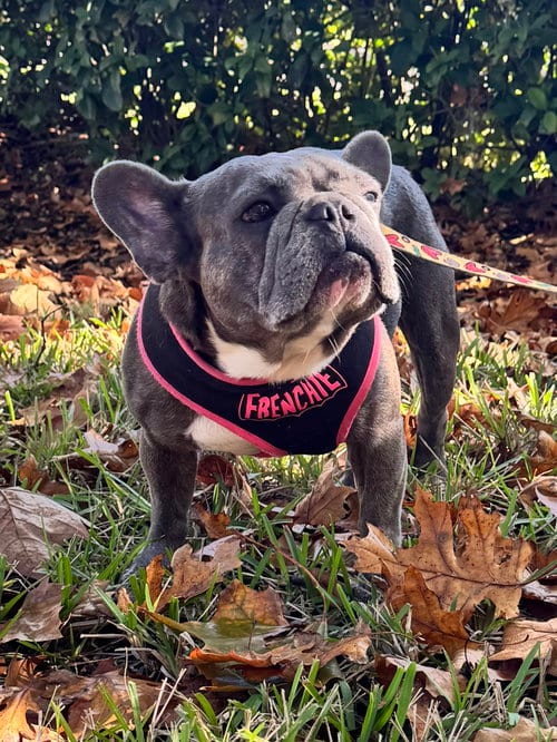 Photo of Stella FH, adoptable French Bulldog in Sanford, Florida