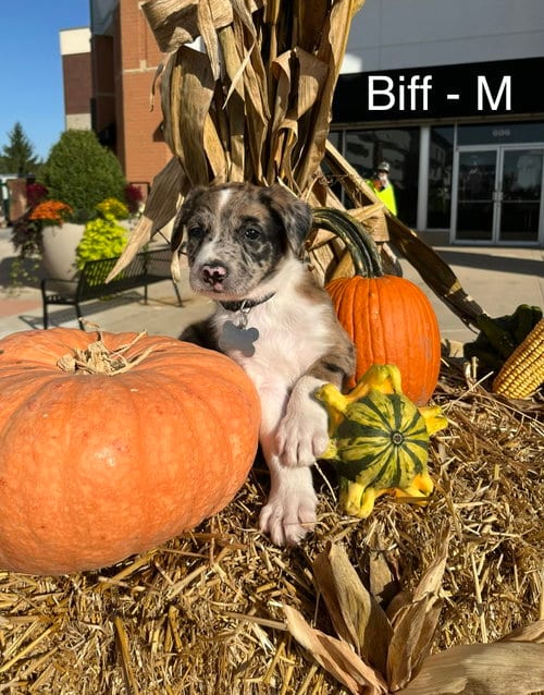 Photo of Biff, adoptable Australian Shepherd in Hillside, Illinois