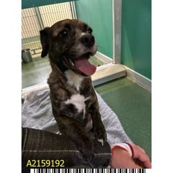 Photo of Lily, adoptable Mixed Breed (Medium) in West Palm Beach, Florida