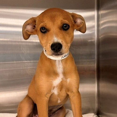 Photo of Ginny, adoptable Unknown breed in Rancho Santa Fe, California