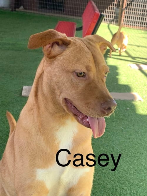 Photo of Casey, adoptable Terrier in Pipe Creek, Texas
