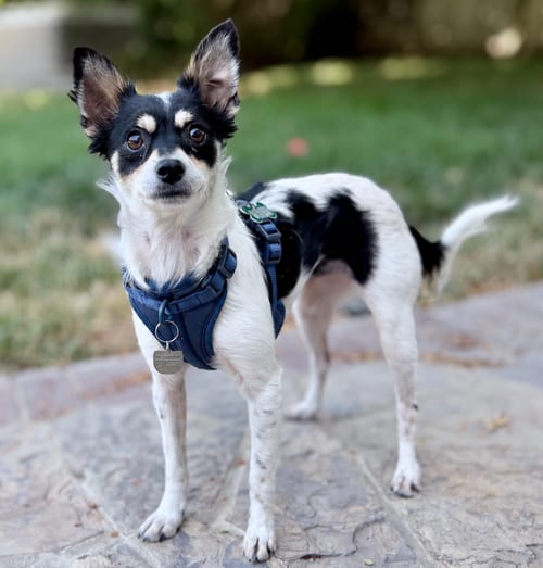 Photo of Orangina, adoptable Rat Terrier in Romoland, California