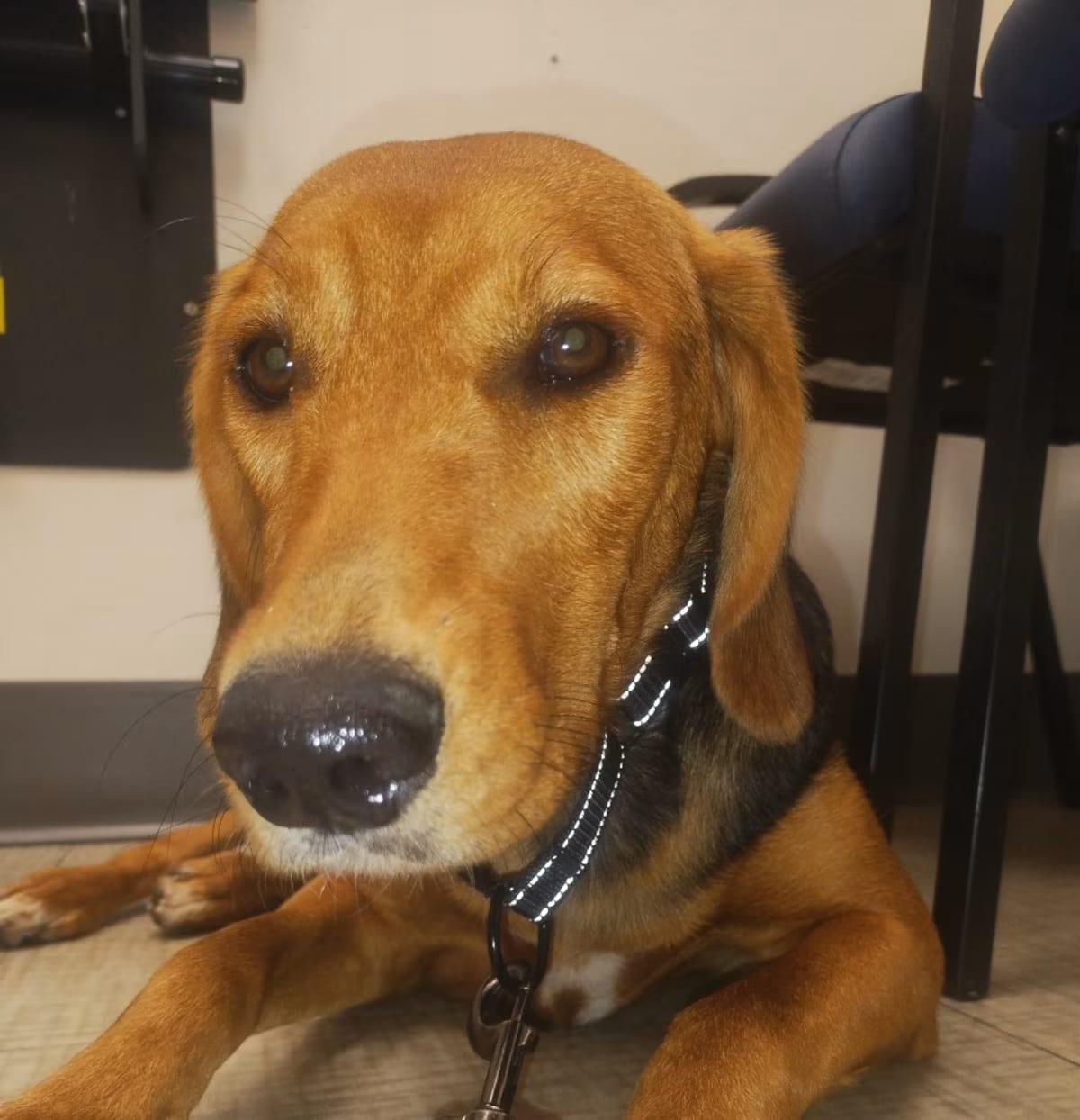 Photo of Cozzette, adoptable Hound (Unknown Type)/Mixed Breed (Medium) in Oakland, California