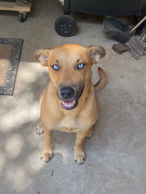 Photo of Skye, adoptable Labrador Retriever in Gun Barrel City, Texas