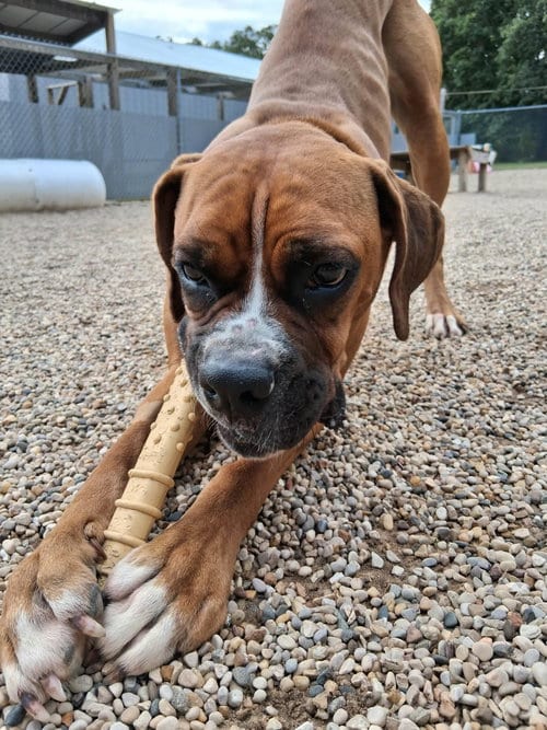 Photo of Jenny - ADOPTION INTEREST, adoptable Boxer in Burnsville, Minnesota