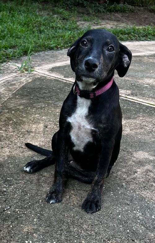 Photo of Maribel, adoptable Labrador Retriever in Mobile, Alabama