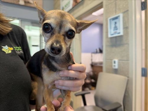 Photo of Tootsie, adoptable Chihuahua in Fort Collins, Colorado