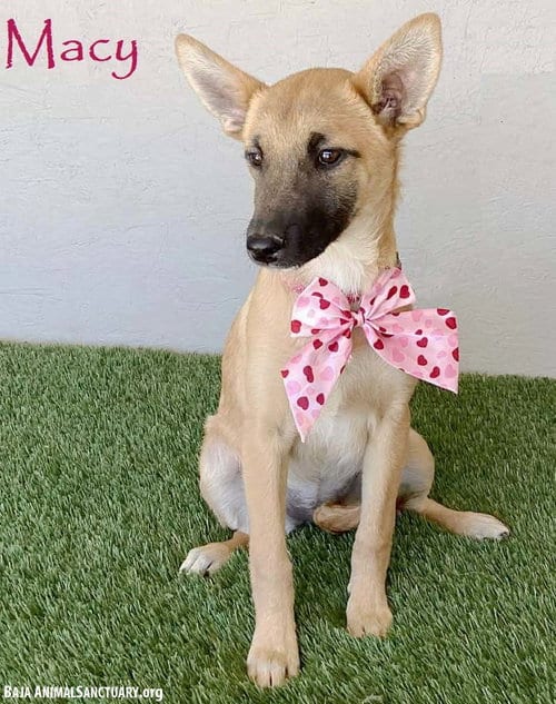 Photo of Macy, adoptable German Shepherd Dog in San Diego, California