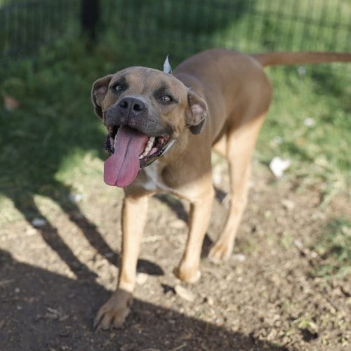Photo of Minnie, adoptable Boxer in San Antonio, Texas